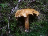 Suillus variegatus image