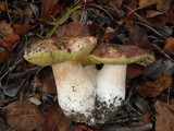 Boletus regineus image