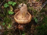 Tricholoma pseudonictitans image