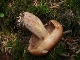 Tricholoma pseudonictitans image
