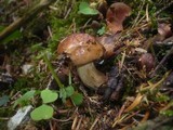 Tricholoma pseudonictitans image