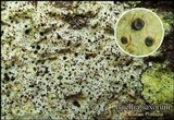 Buellia saxorum image