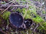 Helvella leucomelaena image