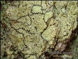 Buellia saxorum image
