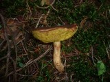 Boletus ferrugineus image