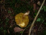 Boletus ferrugineus image