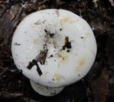 Lactarius deceptivus image