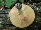 Lactarius argillaceifolius image