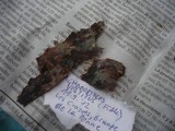 Helicogloea vestita image