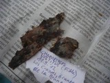 Helicogloea vestita image