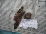 Helicogloea vestita image