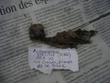 Helicogloea vestita image
