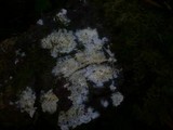 Amphinema byssoides image