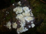 Amphinema byssoides image