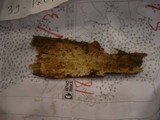 Amylocorticium cebennense image