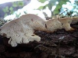 Antrodia heteromorpha image