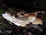 Antrodia heteromorpha image