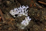 Clavaria zollingeri image