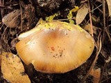 Amanita augusta image