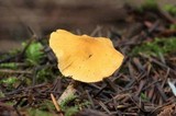Cystoderma amianthinum image