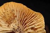 Cystoderma amianthinum image