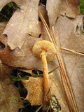 Cystoderma amianthinum image