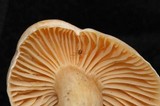 Cuphophyllus pratensis image