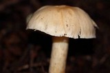 Cuphophyllus pratensis image