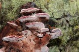 Fomitopsis cajanderi image