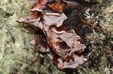 Fomitopsis cajanderi image