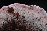 Fomitopsis cajanderi image