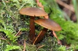 Callistosporium luteo-olivaceum image