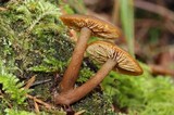 Callistosporium luteo-olivaceum image