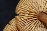 Callistosporium luteo-olivaceum image
