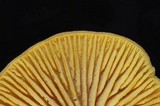 Callistosporium luteo-olivaceum image