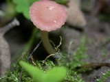 Contumyces rosellus image