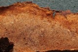 Fuscoporia ferrea image