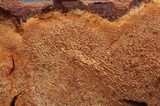 Fuscoporia ferrea image