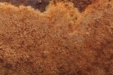 Fuscoporia ferrea image