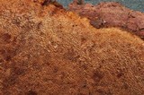 Fuscoporia ferrea image