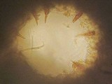 Fuscoporia ferrea image