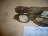 Image of Antrodiella faginea