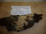 Asterostroma laxum image