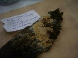 Asterostroma laxum image