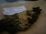 Asterostroma laxum image