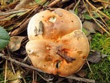Hygrophorus roseobrunneus image