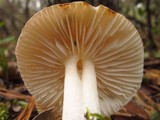 Hygrophorus roseobrunneus image