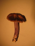 Cortinarius vanduzerensis image