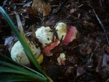 Boletus satanas image