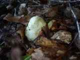 Boletus satanas image
